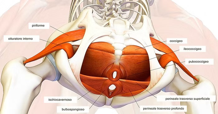 Struttura del pavimento pelvico