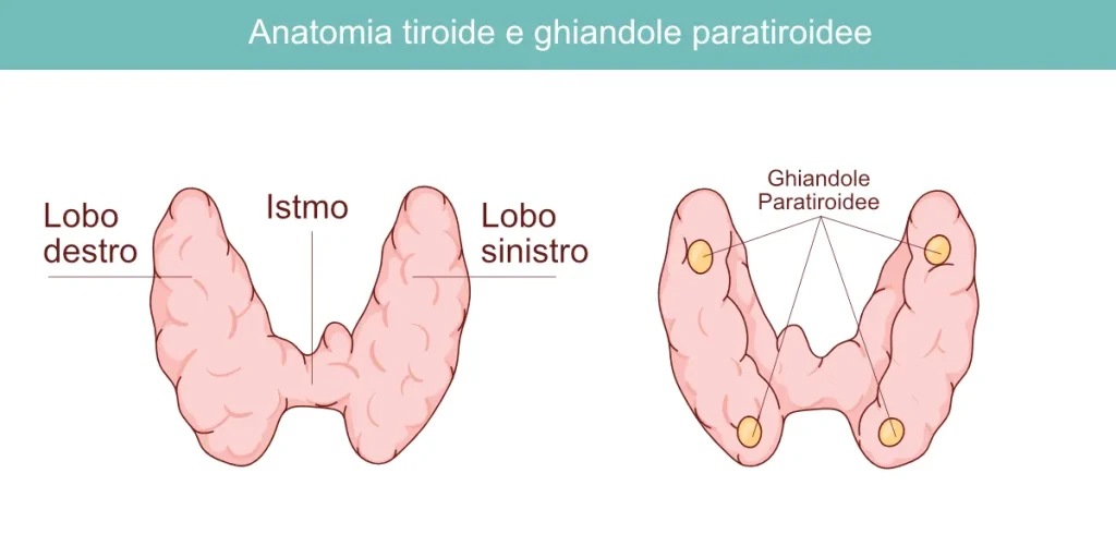 Anatomia Ghiandole paratiroidee