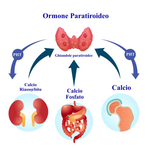 Funzione ormone paratiroideo come regloatore dei livelli di calcio e fosforp