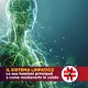 sistema linfatico le sue funzioni principali